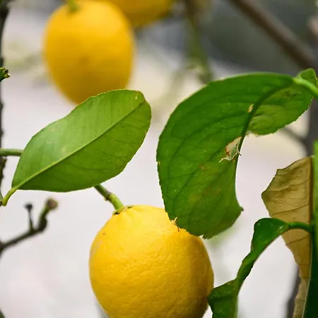 Mba 1 Apartmán Omiš