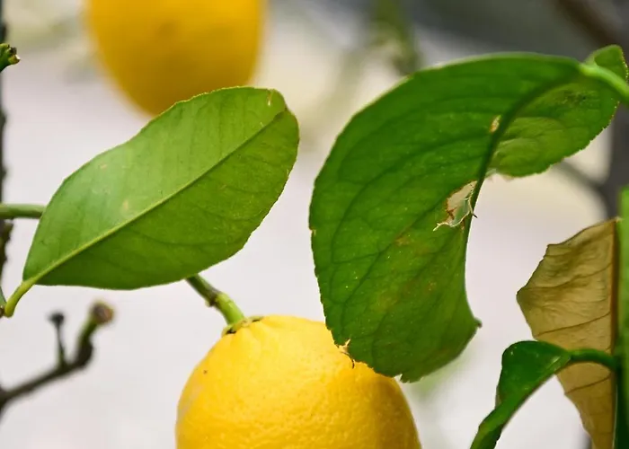 Mba 1 公寓 奥米什